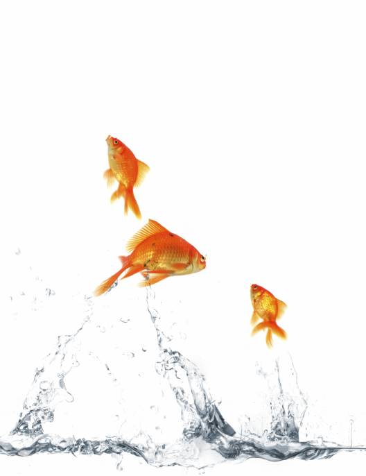 iStock_000002037216Medium.jpg